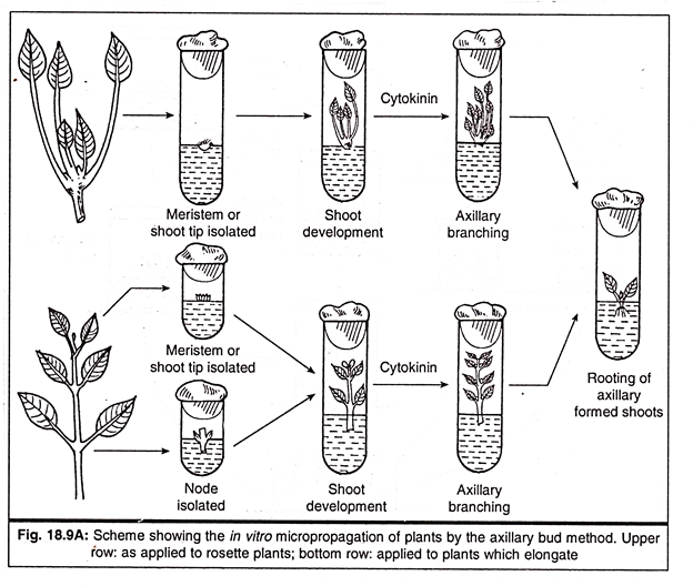 METHODS OF MICROPROPAGATION Uttaranchal (P.G.) College of BioMedical