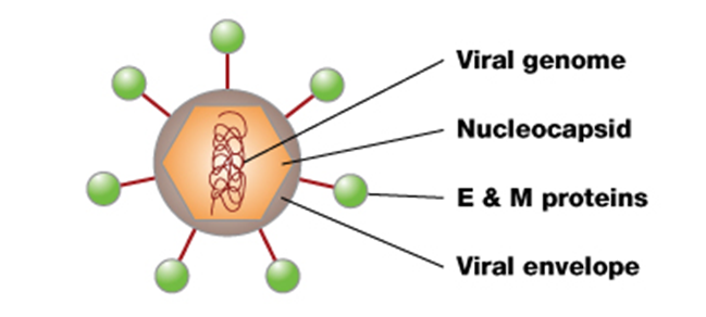 Structure Of Dengue Virus