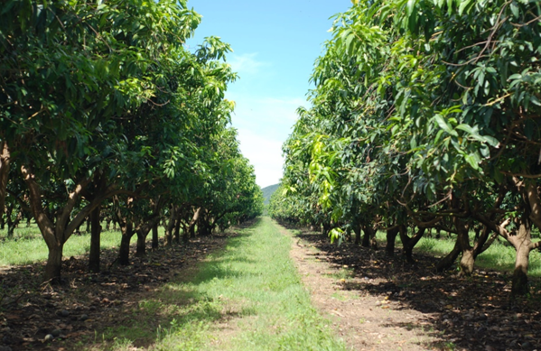 Rejuvenation of Mango Orchard|UCBMSH.ORG