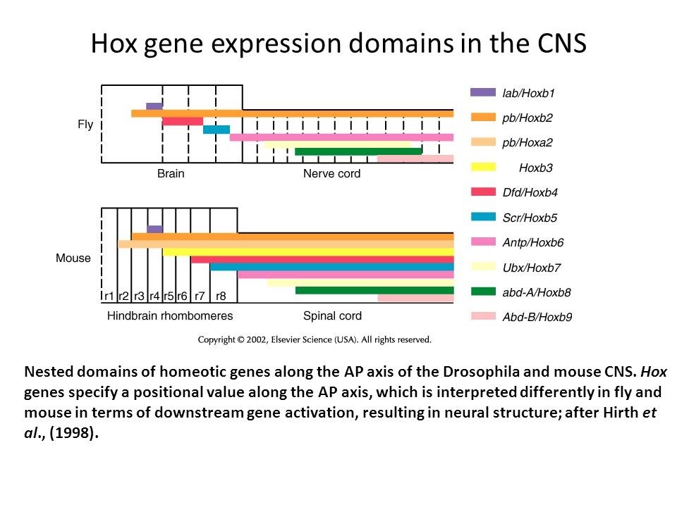 Stages Of Gene Expression